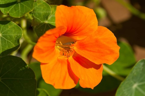 Flower impression, Garden nasturtium (Tropaeolum majus)