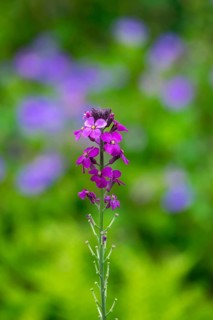 Golden varnish, Erysimum, Bowles Mauve variety, North Rhine-Westphalia, Germany, Europe