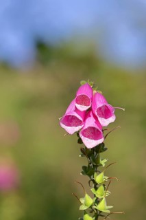 Common foxglove (Digitalis purpurea), flowers, from the plantain family, highly toxic, deadly