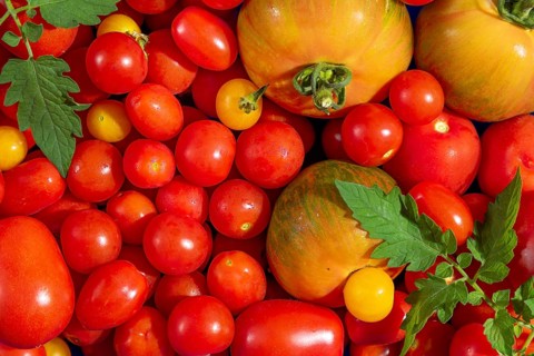Various red and yellow tomatoes (Solanum lycopersicum) with freshly harvested leaves, full size