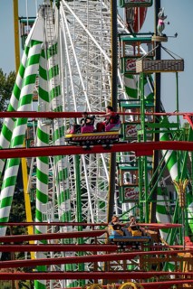 The Rhine Fair in Düsseldorf, in the Rhine meadows in the Oberkassel district, on the Rhine, Wild