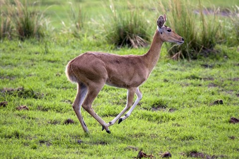 Reedbuck, (Redunca arundinum), female, fleeing, Mahango NP, Caprivi, Namibia, Africa, Africa