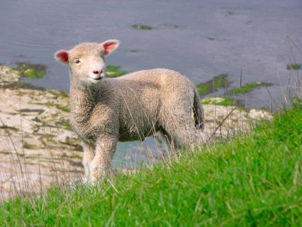 New Zealand, Young sheep, Lamb, South Island, New Zealand, Oceania