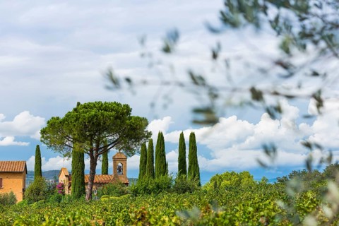 Viticulture, agriculture, agribusiness, winegrower, wine, red wine, plantation, Suvereto, Tuscany,