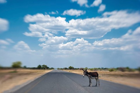 African donkey (Equus africanus) on the highway, road, animal, danger, wilderness, traffic, road