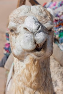 Dromedary (Camelus dromedarius), Arabian camel in head portrait, head, animal, farm animal, detail,