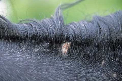 Hair lice in horses, Parasites, Trichodectidae