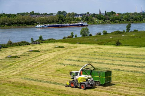 Hay harvest, on a Rhine meadow near Duisburg-Beeckerwerth, a forage harvester picks up the cut