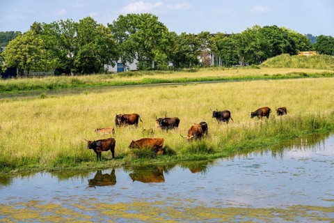 Herd of Hecker cattle in the Kiebitzwiese nature reserve, on the territory of the town of