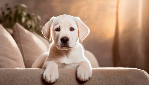 White Labrador Retriever (Canis lupus familiaris), cute puppy lying on sofa in living room, animal