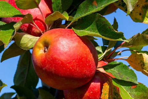 Close-up of apples in an apple field in the Palatinate. The apple trees are Weirouge or the Red