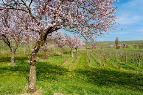 Almond tree (Prunus dulcis), spring in the Southern Palatinate, Palatinate, Rhineland-Palatinate,