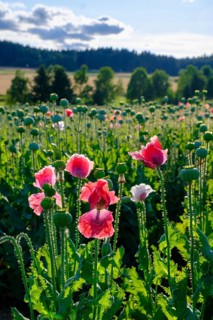 Poppy, (Papaver somniferum), poppy field, Waldviertel grey poppy, poppy village Armschlag,