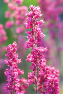 Blooming purple heuchera in the garden