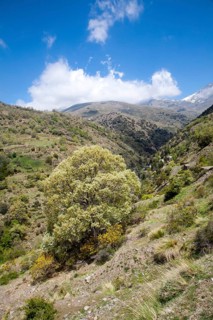 Landscape of the River Rio Poqueira gorge valley, High Alpujarras, Sierra Nevada, Granada Province,