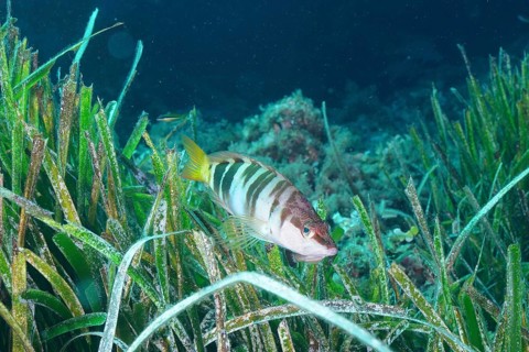 Painted comber (Serranus scriba) between aquatic plants, dive site peninsula Giens near Hyères,