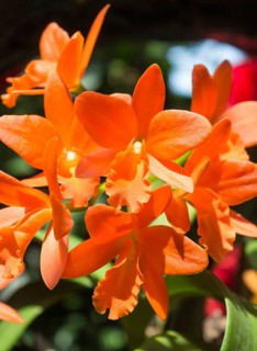 Orange with red orchid flowers in the botanical garden in Singapore
