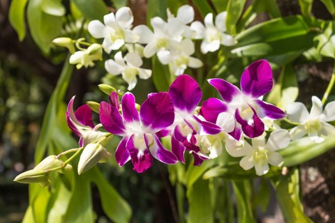 Blooming purple orchid in the tropical garden