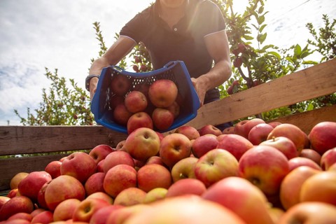 Apple harvest in Meckenheim/Pfalz. Harvest workers from Bleichhof in Meckenheim harvesting Weirouge
