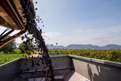 Harvest of Sankt Laurent red wine grapes in the Palatinate