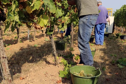 Grape grape harvest: Manual harvest of Chardonnay grapes in a vineyard in the Palatinate