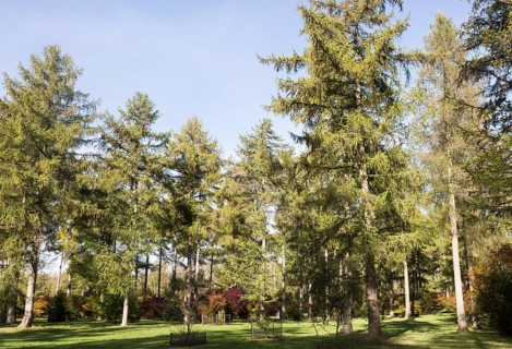 Japanese larch trees, Larix kaempferi, National arboretum, Westonbirt arboretum, Gloucestershire,