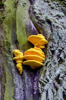 Bright yellow-orange mushrooms growing on a moss-covered tree trunk, sulphur polypore (Laetiporus