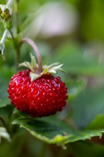 Woodland strawberry (Fragaria vesca), Upper Bavaria, Bavaria, Germany, Europe