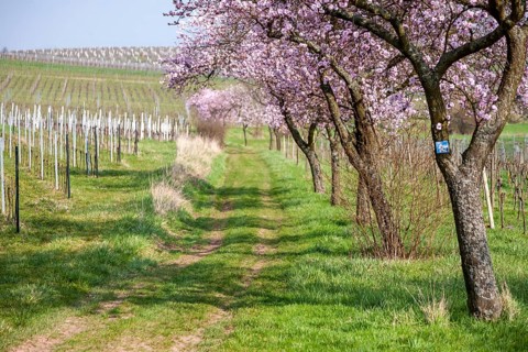 Almond tree (Prunus dulcis) in the Southern Palatinate, Palatinate, Rhineland-Palatinate, Germany,