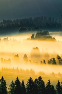 Fog and forest at the Rothenthurm high moor, Canton Schwyz, Switzerland, Europe