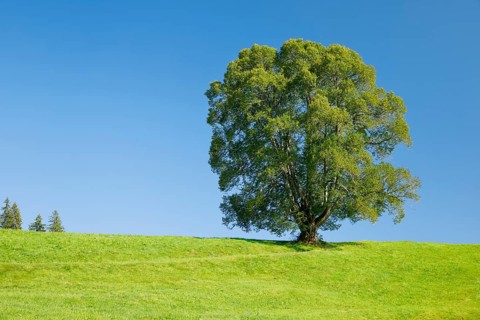 Large lime tree in Oberägeri, Canton Zug, Switzerland, Europe