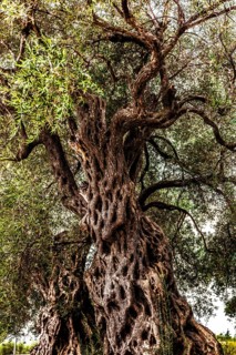 Olive tree plantation, Montenegro, Montenegro, Europe