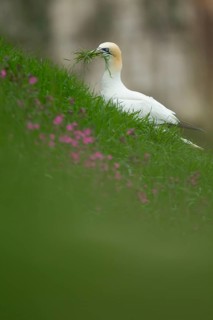 Northern gannet (Morus bassanus) adult bird with grass vegatation in its beak for nesting material