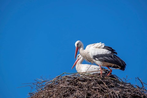 Pair of white stork (Ciconia ciconia)