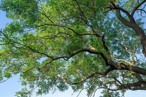 European ash (Fraxinus excelsior), treetop, blue sky, Lower Saxony, Germany, Europe
