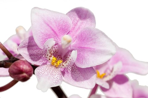 Beautiful orchids of different colors on white and grey background. Phalaenopsis hybrids. Close up