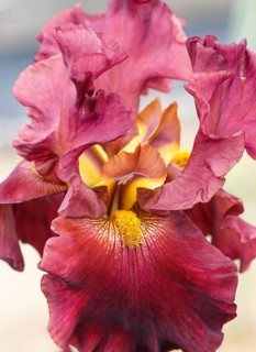 Beautiful multicolored iris flower bloom in the garden. Close up, fragility and summer concept