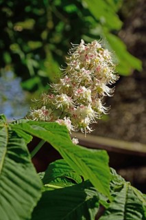 Europe, Germany, Lower Saxony, Blossom of the common horse chestnut, Aesculus hippocastanum,