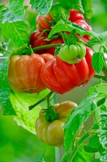 Tomatoes on the vine, August, Germany, Europe