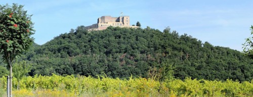 View from the vines to the Haard with Hambach Castle in the background
