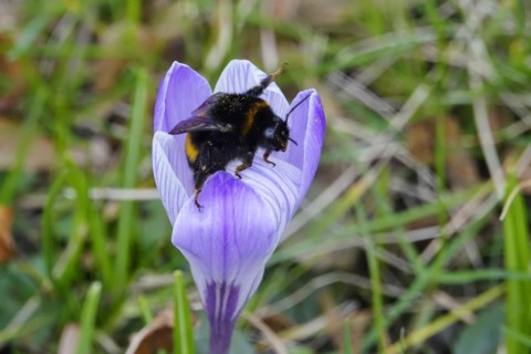 Crocus blossom with bumblebee, February, Germany, Europe