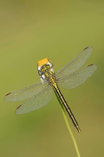 Western clubtail (Gomphus pulchellus), female, Provence, southern France