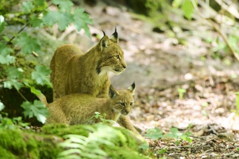 Eurasian lynx (Lynx lynx) mother with her youngster in a forest, Bavaria, Germany, Europe