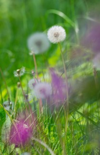 Detailed photograph of dandelions with blurred purple flowers in the foreground, common dandelion