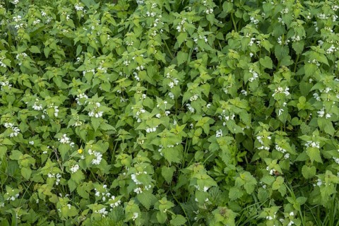 White nettle (Lamium album) in flower