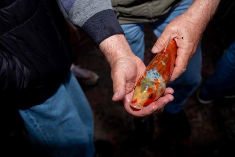Someone carefully examines a koi carp for diseases, Germany, Europe