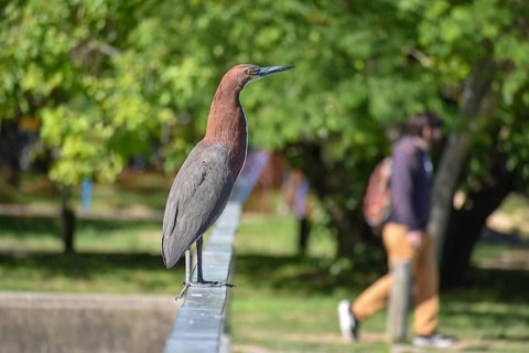 Rufescent tiger heron (Tigrisoma lineatum) in the wild, with foot goose in the background, seen in