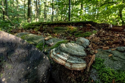 Dead common beeches (Fagus sylvatica), dead wood, moss, Tinder Fungus (Fomes fomentarius), beech