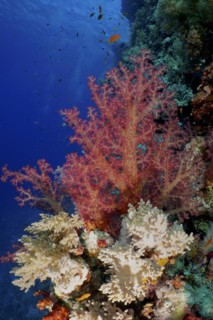 Hemprich's tree coral (Dendronephthya hemprichi), dive site Habili Jaffa, St Johns Reef, Saint