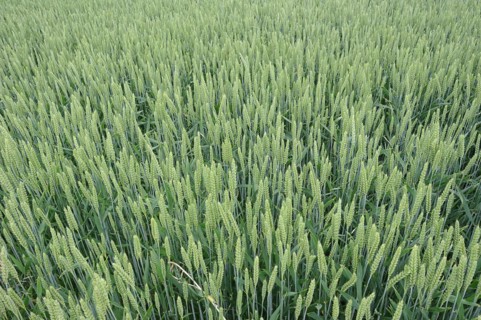Field with wheat or common wheat (Triticum aestivum, Triticum vulgare), North Rhine-Westphalia,